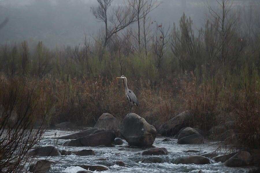 Great blue heron in morning fog  Photograph by James Smullins