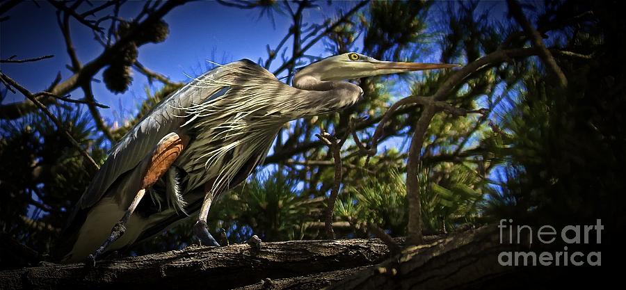 Great Blue Heron in Pine Photograph by Gus McCrea