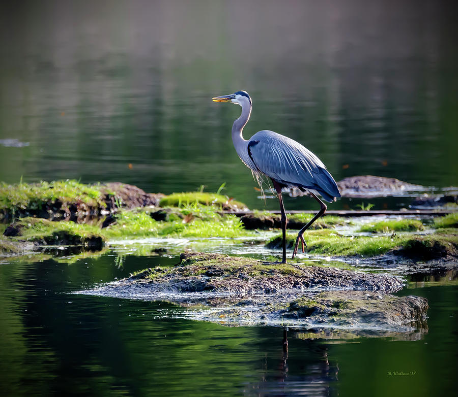 Great Blue Heron In Pond Photograph by Brian Wallace