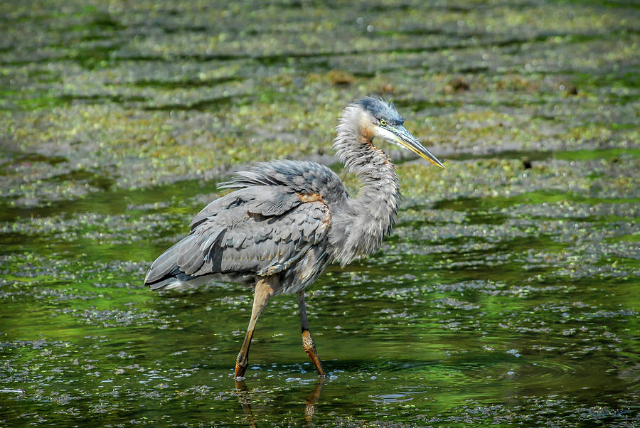 Great Blue Heron in pond Photograph by Patrick Wolf