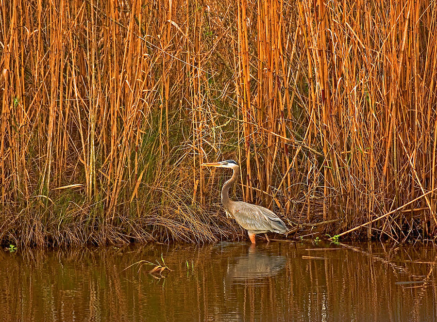 Great Blue Heron In Reeds Photograph