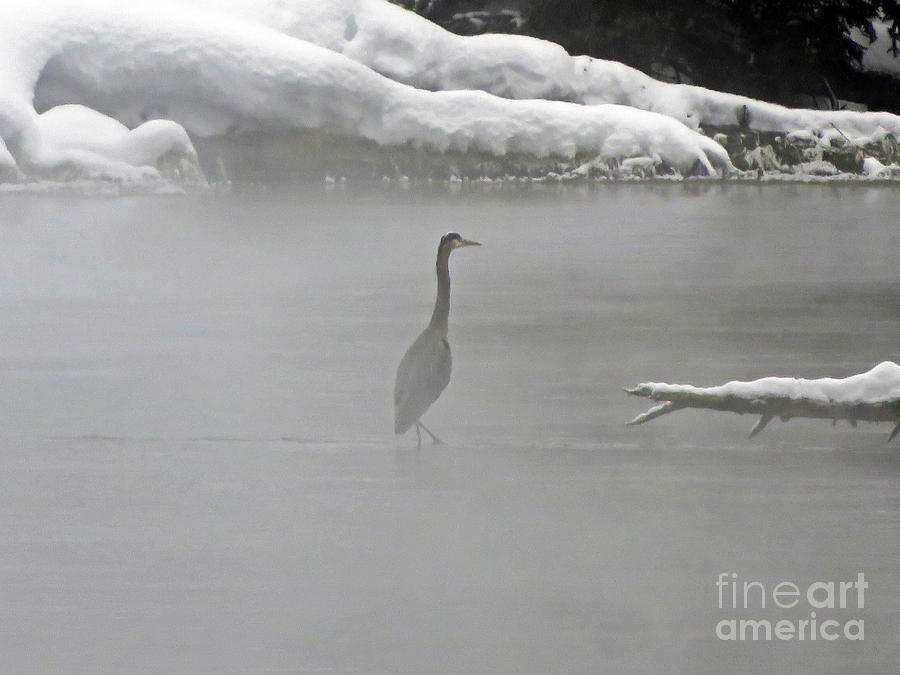 Great Blue Heron in the fog Photograph by Cindy Murphy - NightVisions