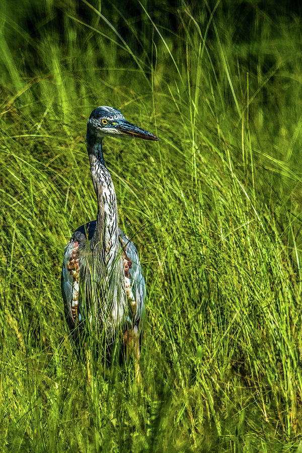 Great Blue Heron in the grass Photograph by Paul Freidlund