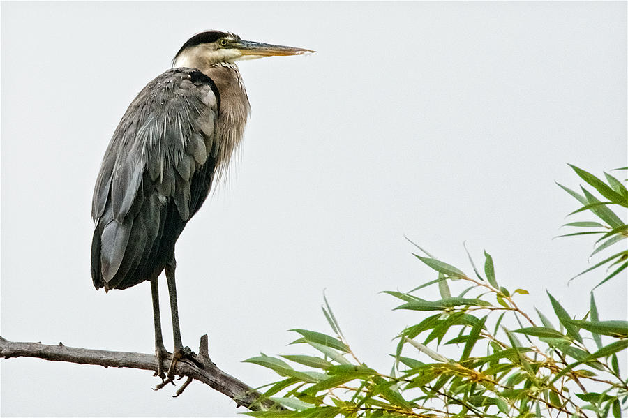 Nature Photograph - Great Blue Heron in the Rain by Zayne Diamond Photographic Nature Photograph - Great Blue Heron in the Rain by Zayne Diamond Photographic