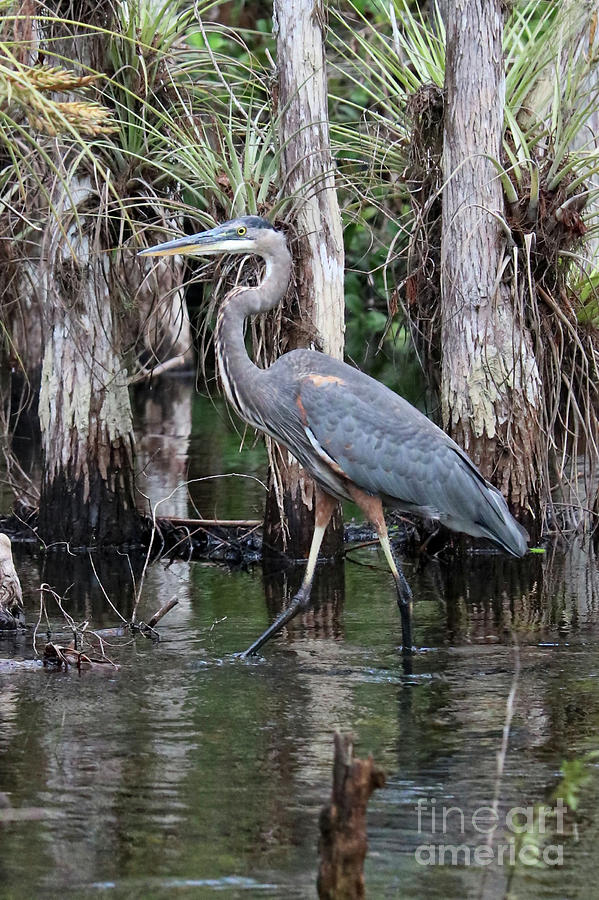Great Blue Heron in the Swamp Photograph by Carol Groenen