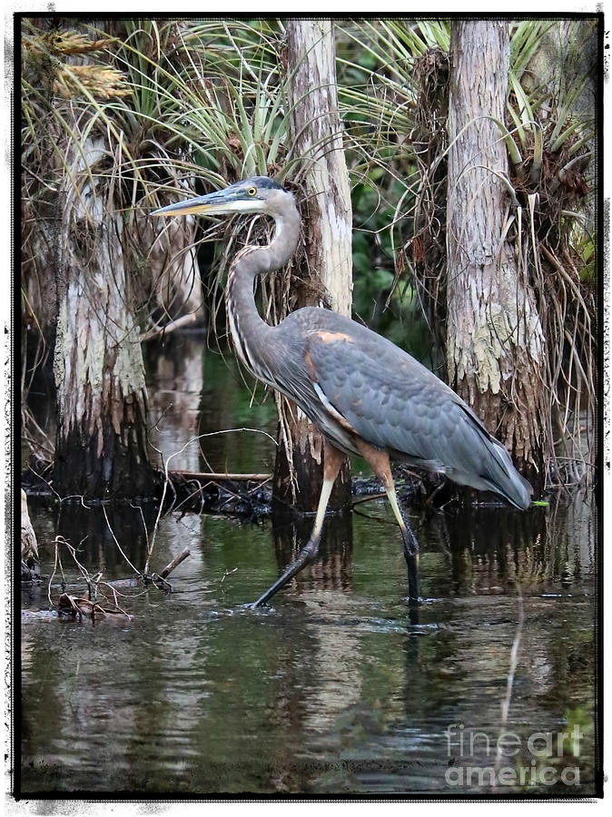 Great Blue Heron in the Swamp with Border Photograph by Carol Groenen