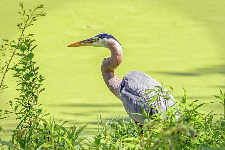 Great Blue Heron in the Weeds Photograph by Ira Marcus