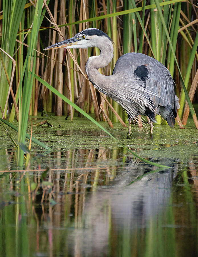 Great Blue Heron In The Wetlands Photograph by Dawn Currie