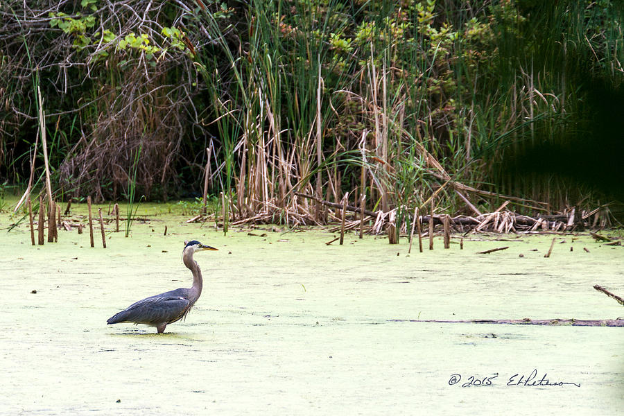 Great Blue Heron In The Wetlands Photograph by Ed Peterson