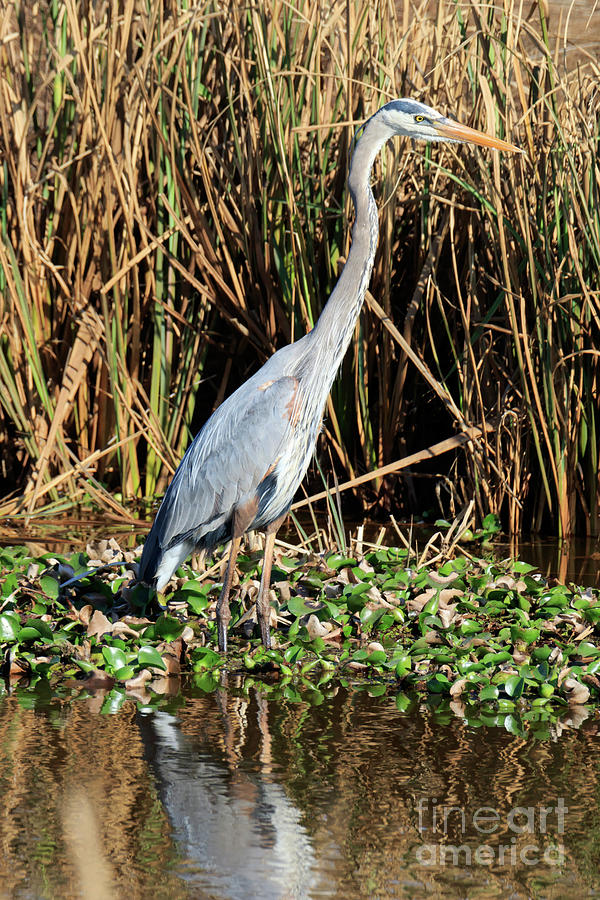 Great blue heron in the winter swamp Photograph by Louise Heusinkveld