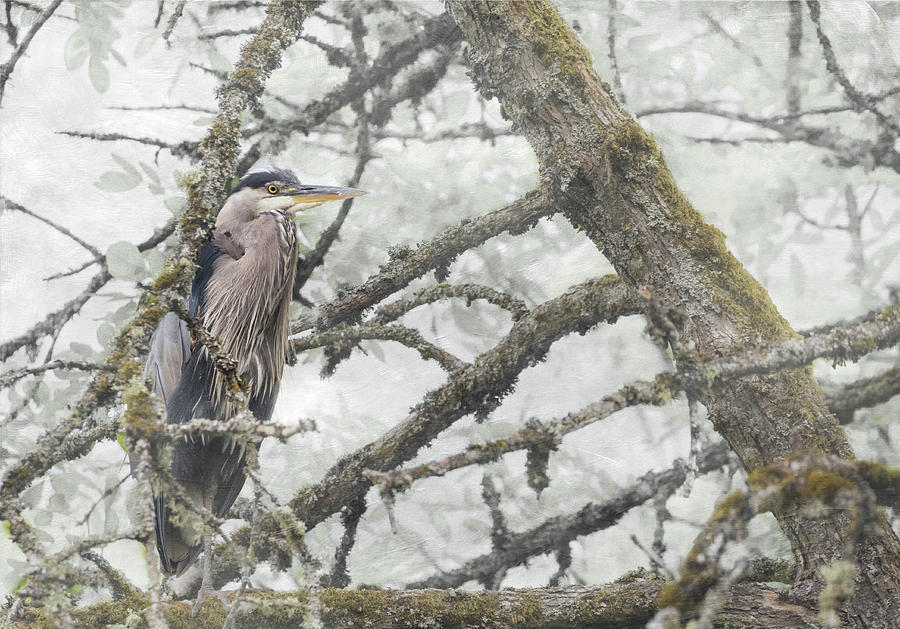 Great Blue Heron in Tree Photograph by Angie Vogel