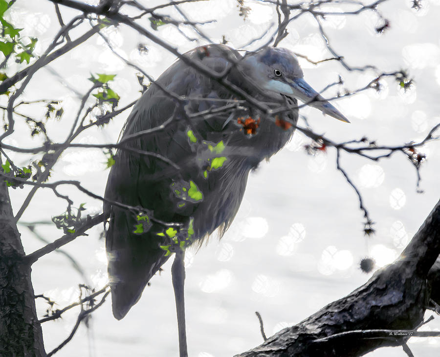 Great Blue Heron In Tree Photograph by Brian Wallace