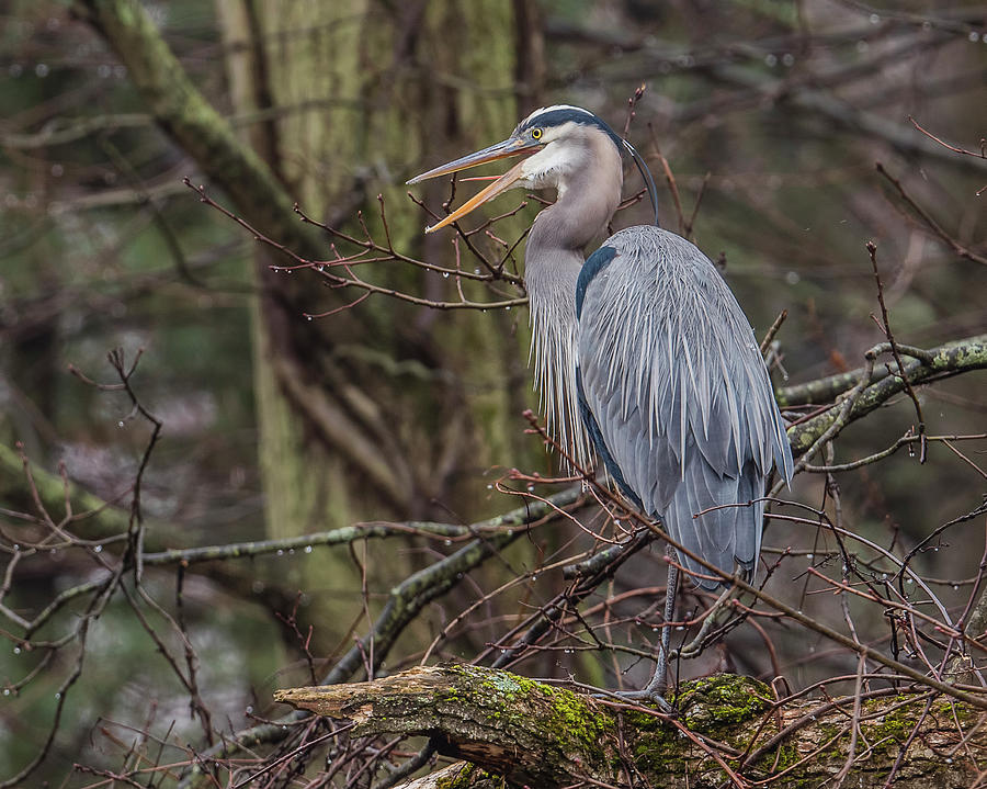 Great Blue Heron In Tree Photograph By Morris Finkelstein Fine Art