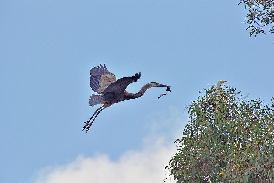Great Blue Heron Inflight with Food as a Great Egret Watches from the Treetop 1 Photograph by Linda Brody