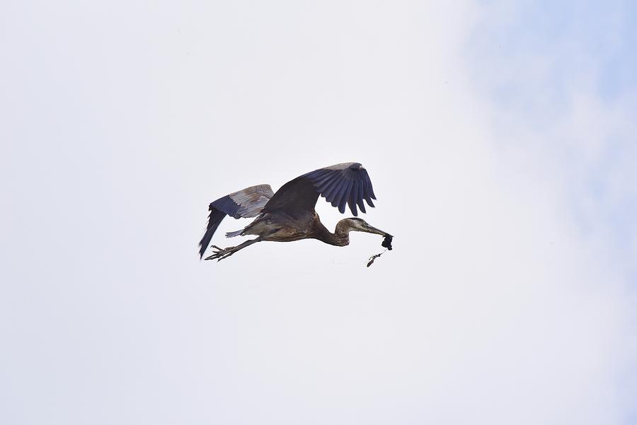 Great Blue Heron InFlight with Food Photograph by Linda Brody