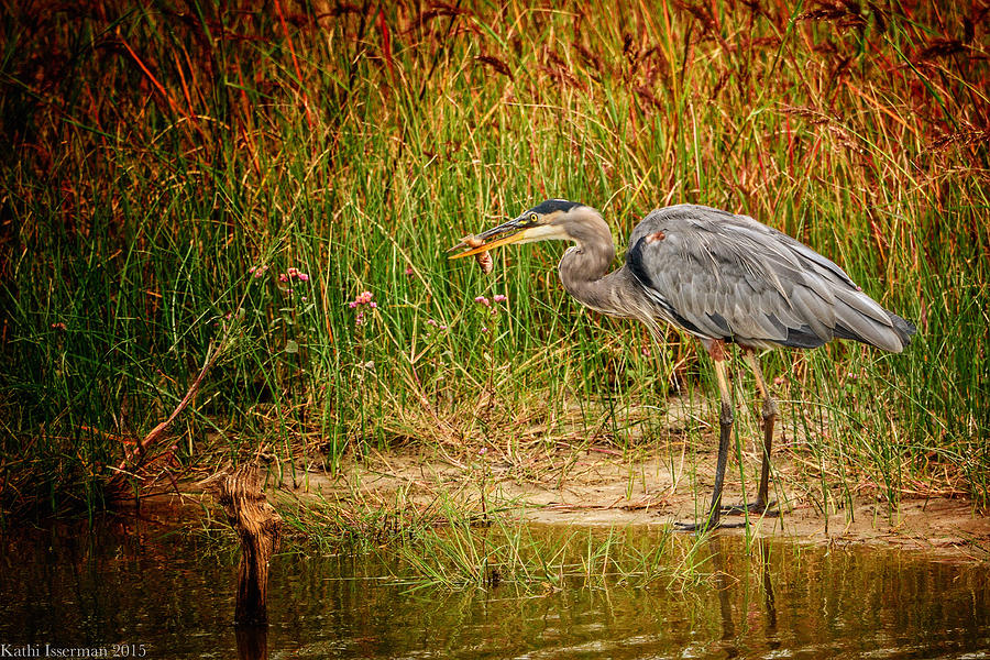 Great Blue Heron IV Photograph by Kathi Isserman