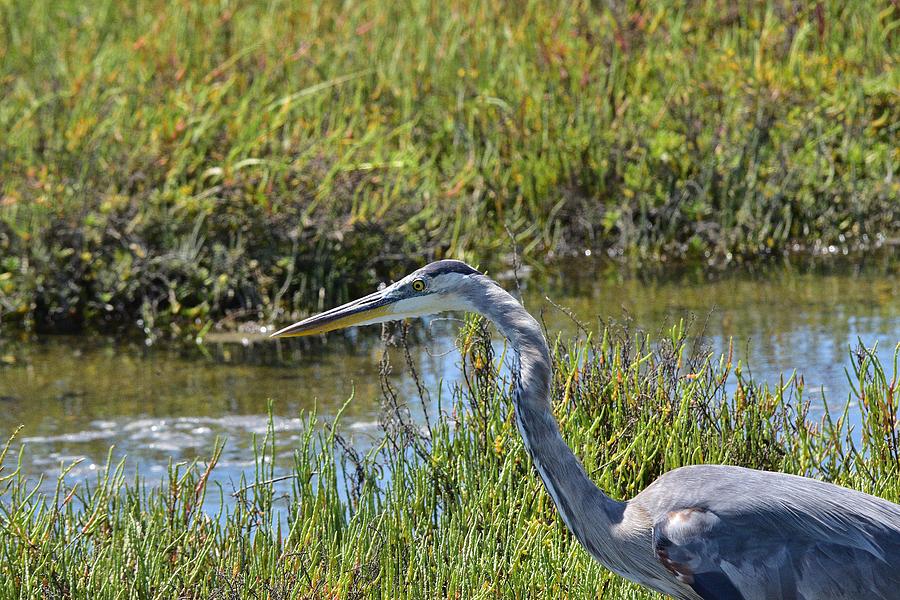 Great Blue Heron IV Photograph by Linda Brody