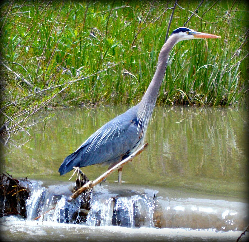 Great Blue Heron, Jackson Hole Photograph by Gordon Swensen - Pixels