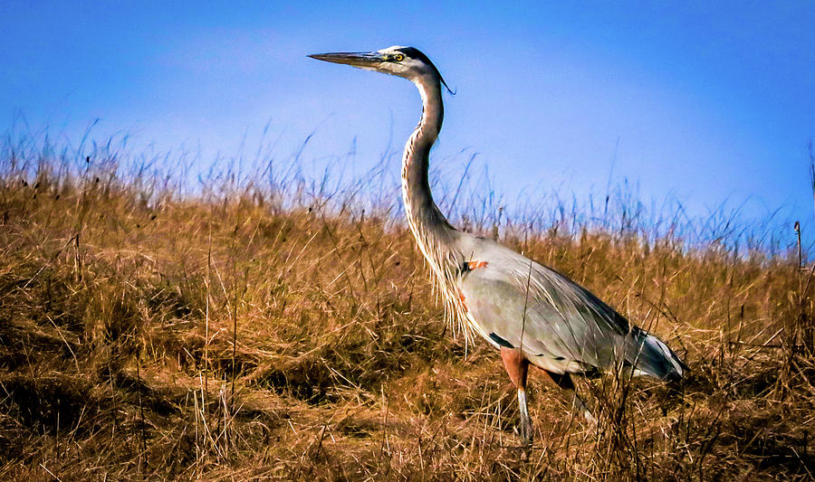 Great Blue Heron Photograph by Dr Janine Williams