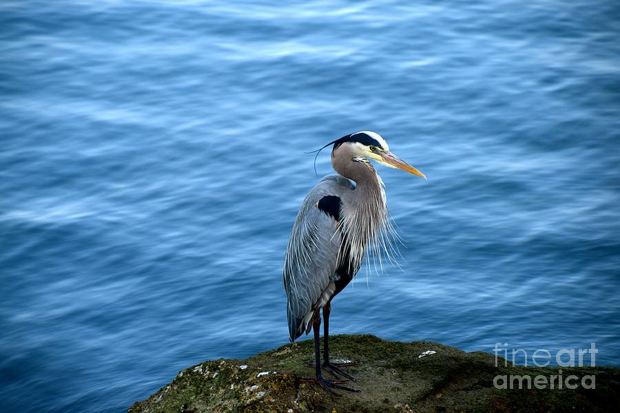 Great Blue Heron Photograph by Johanne Peale