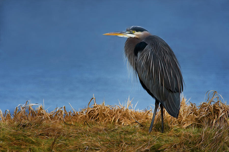 Great Blue Heron Photograph by John Christopher