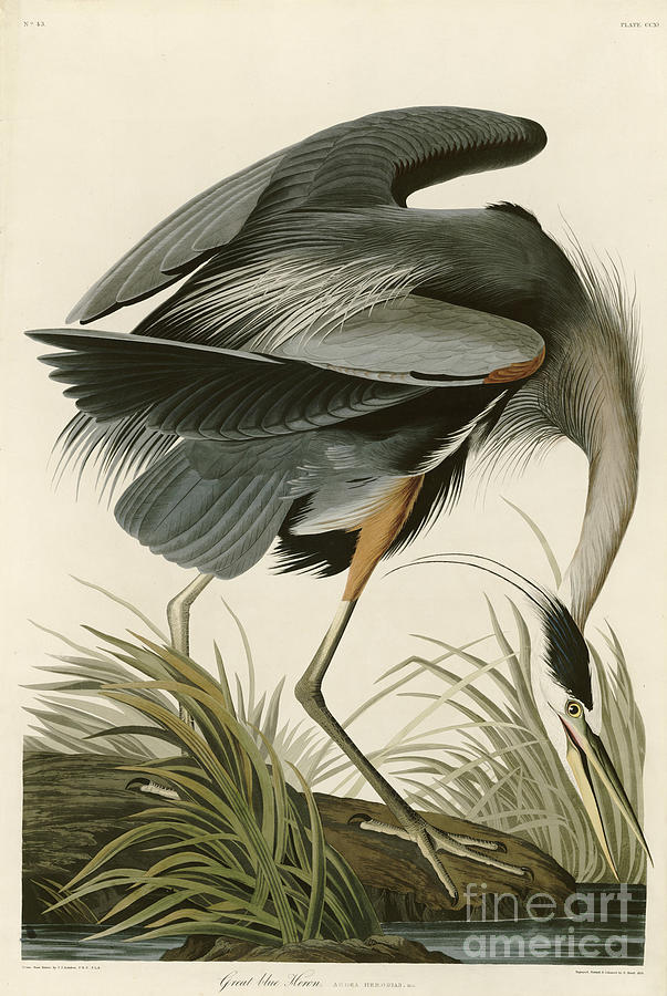 Great Blue Heron Painting by MotionAge Designs