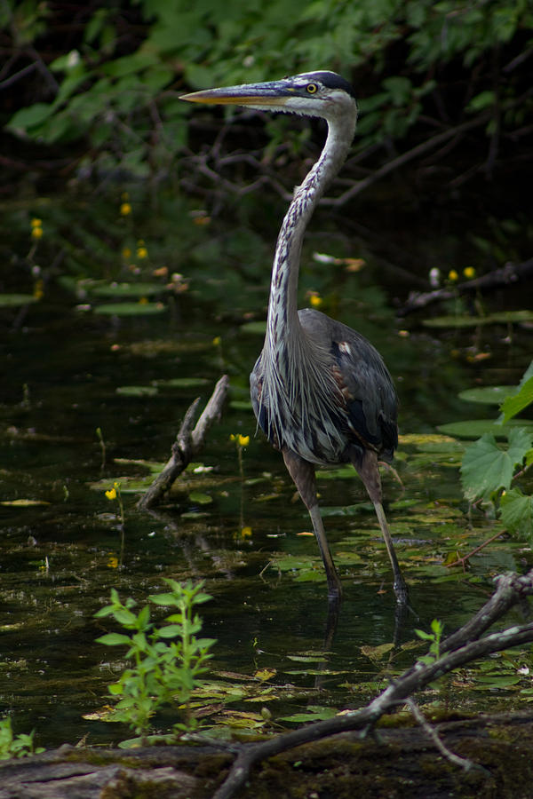 Great Blue Heron Photograph by Joseph Skalny Great Blue Heron Photograph by Joseph Skalny