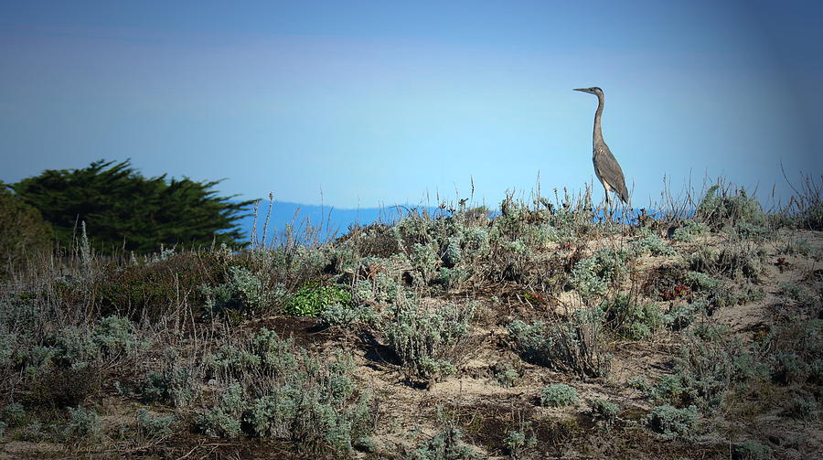 Great Blue Heron Photograph by Joyce Dickens