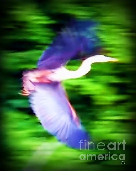 Great Blue Heron Photograph by Judy Via-Wolff