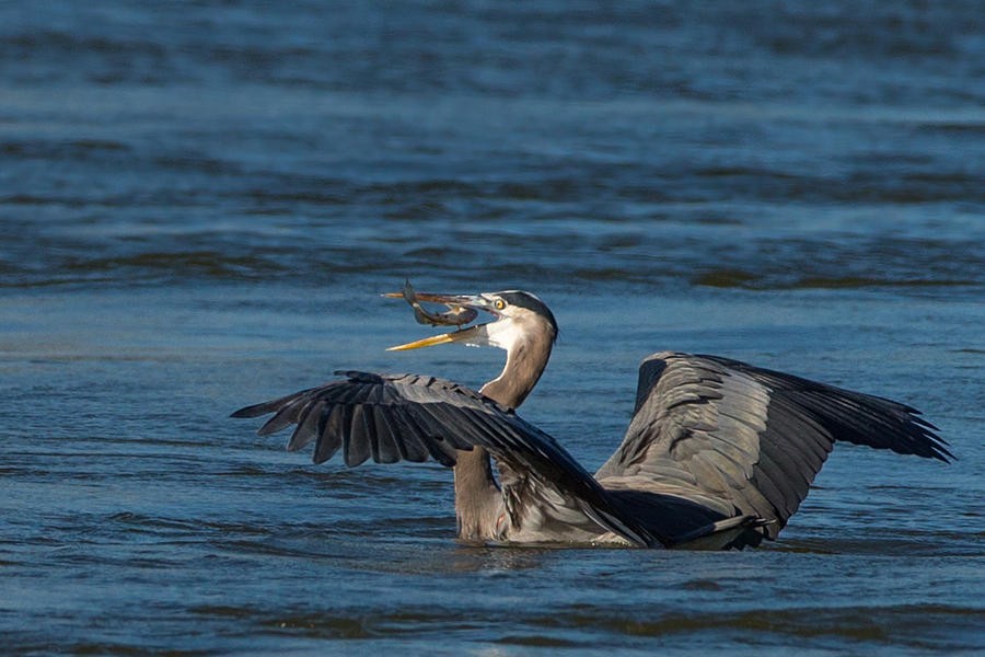 Great Blue Heron Juggling Fish Photograph By Jens Lambert - Fine Art 