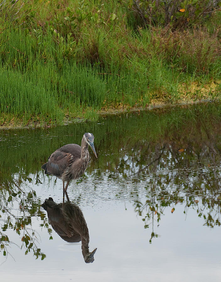 Great Blue Heron Juvenile Photograph By David Waldrop