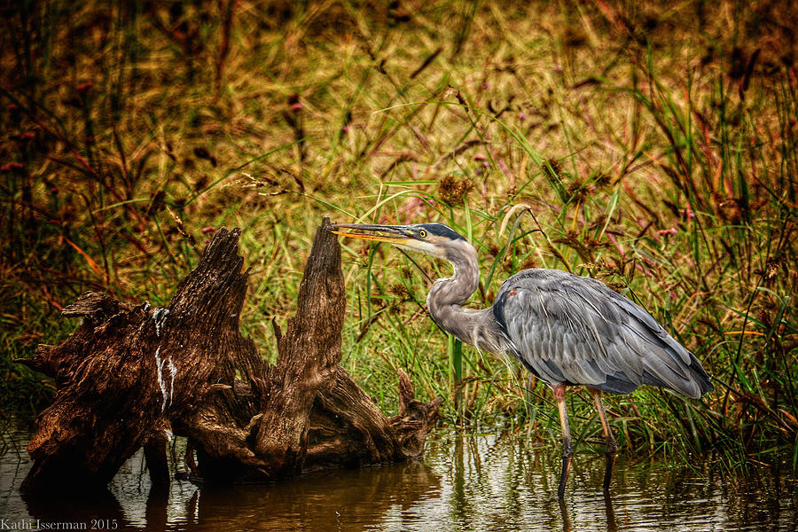 Great Blue Heron Photograph by Kathi Isserman
