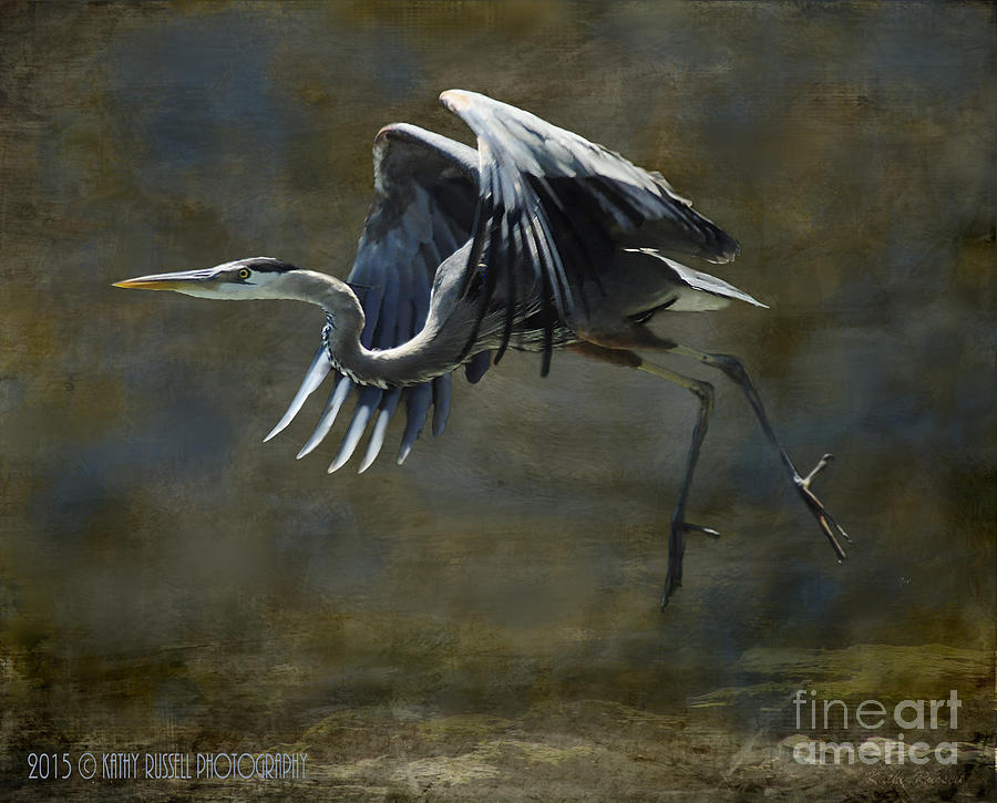 Great Blue Heron Photograph by Kathy Russell