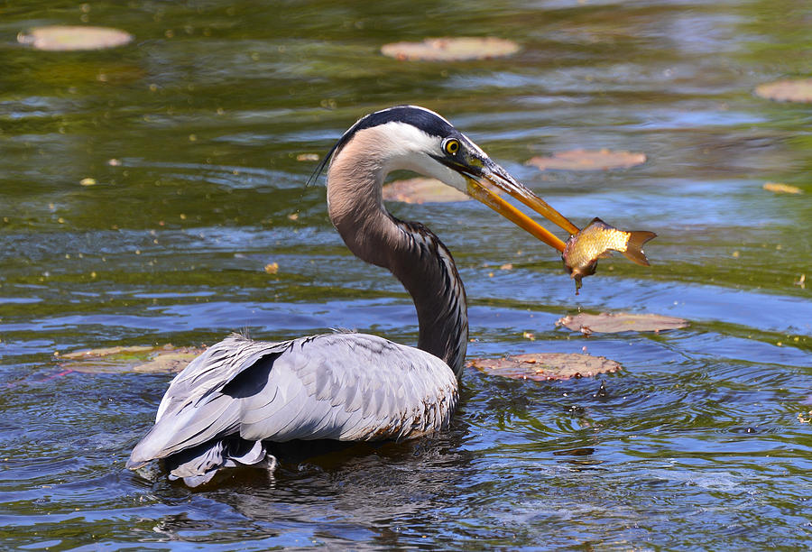 Great Blue Heron Photograph by Ken Stampfer