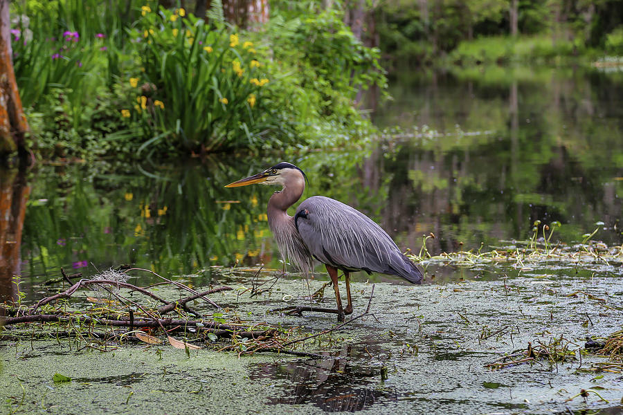 Great Blue Heron Photograph by Kevin Craft