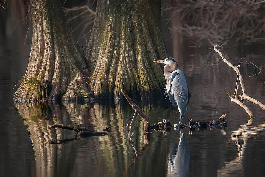 Great Blue Heron Photograph by Kevin Giannini