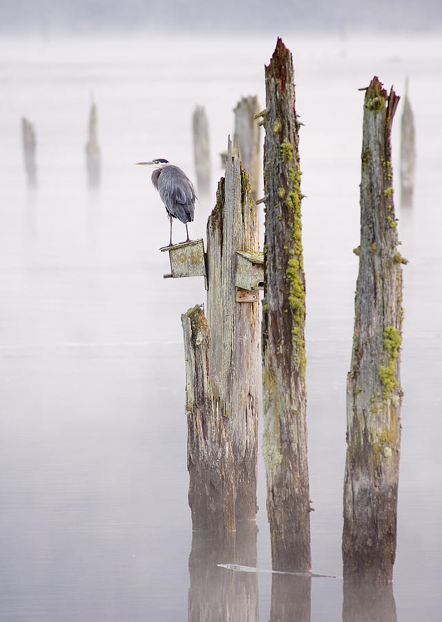 Great Blue Heron Photograph by Kevin Oke