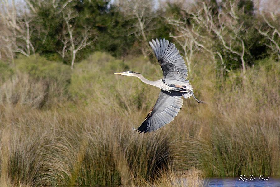 Nature Photograph - Great Blue Heron by Kristie Ford