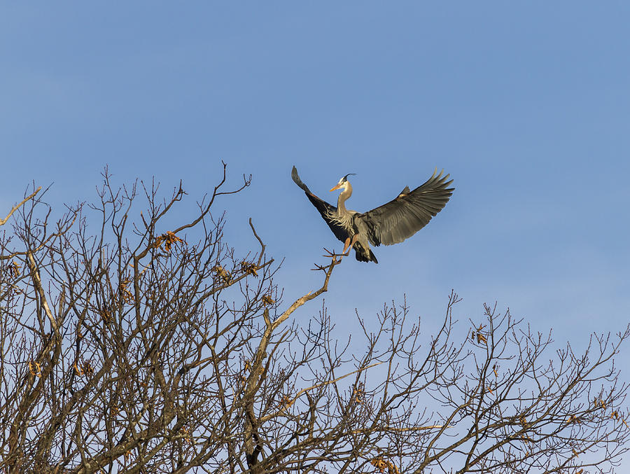 Nature Photograph - Great Blue Heron Landing 2014-1 by Thomas Young