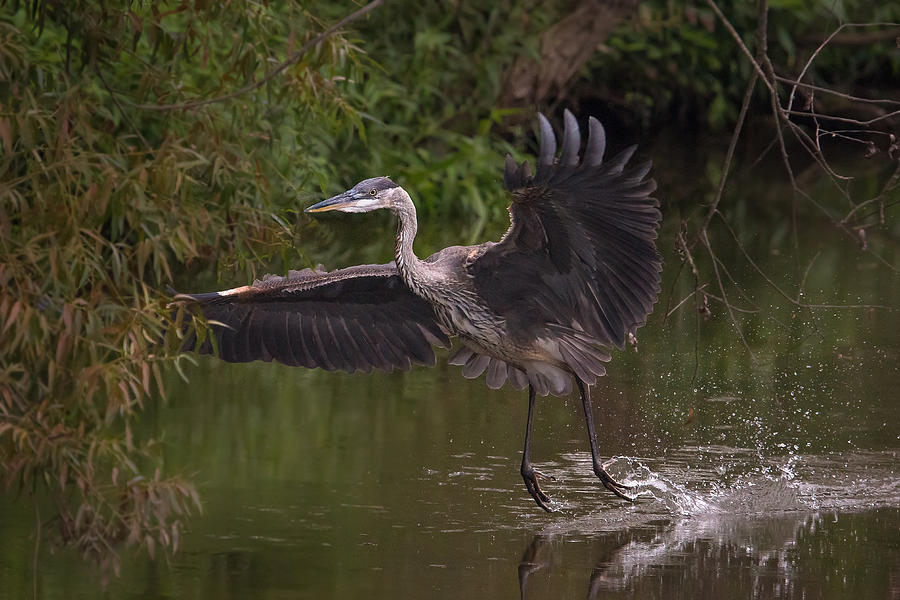 Great Blue Heron Landing Photograph by Kevin Giannini