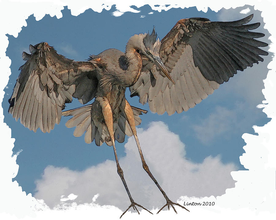 Great Blue Heron Landing Digital Art by Larry Linton
