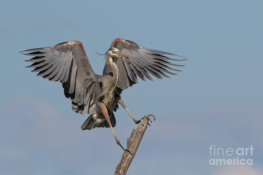 Great Blue Heron Landing Photograph by Tammy Wolfe Pixels