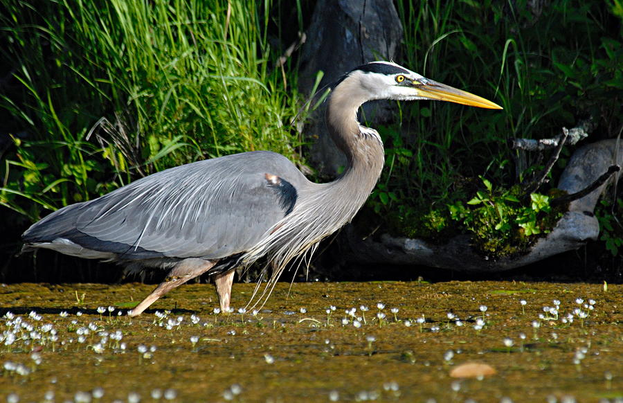 Great Blue Heron Photograph by Larry Ricker