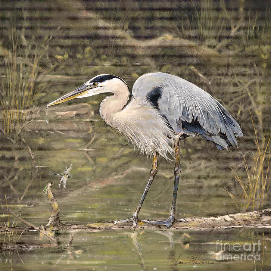 Great Blue Heron Drawing by Laurie Musser | Fine Art America