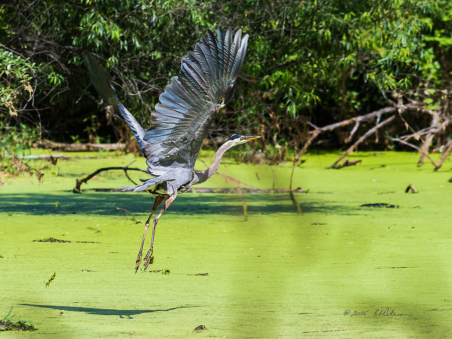 Great Blue Heron Liftoff Photograph by Ed Peterson