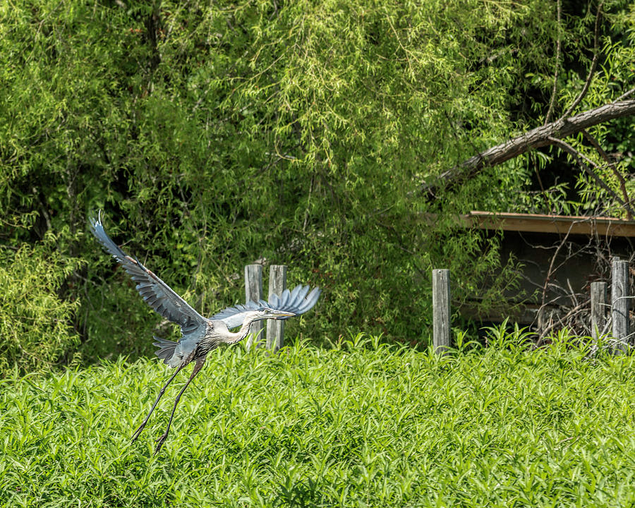 Great Blue Heron Liftoff Photograph by Jemmy Archer
