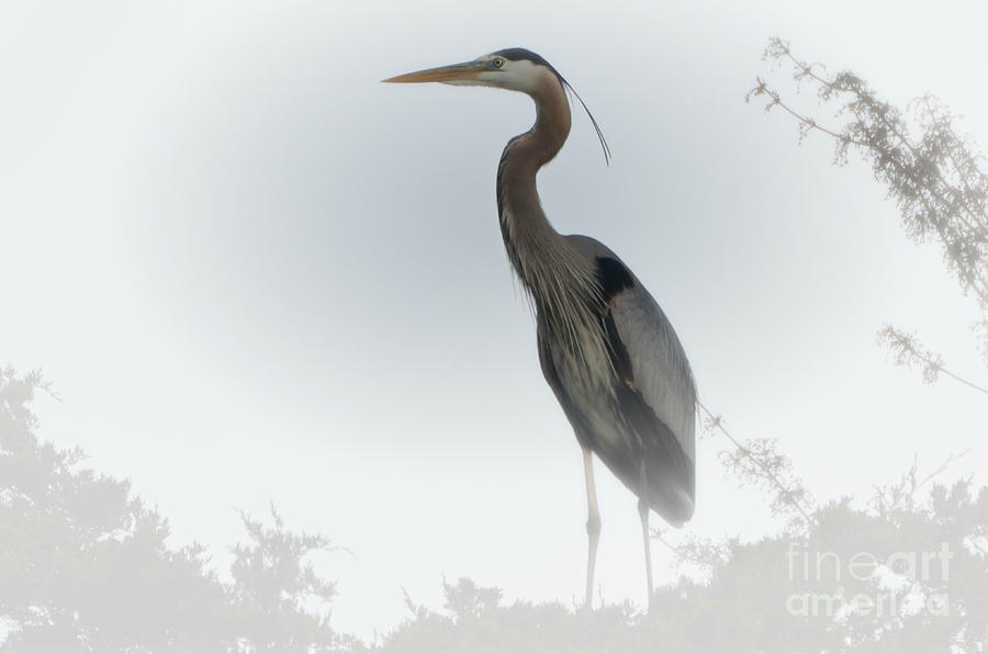 Great Blue Heron  Photograph by Lila Fisher-Wenzel