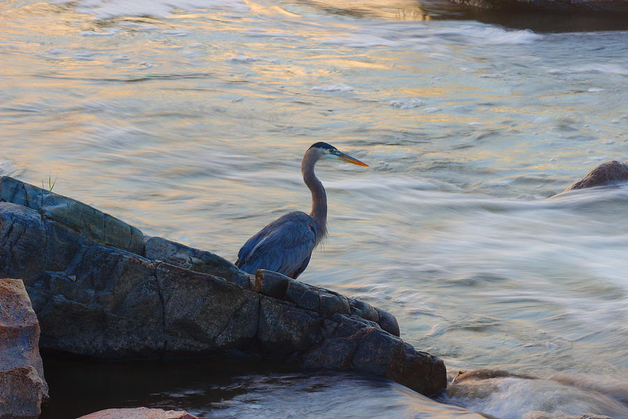 Great blue heron looking for breakfast Photograph by James Smullins