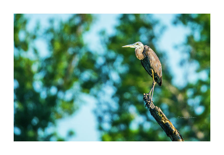 Great Blue Heron Lookout Photograph by Ed Peterson