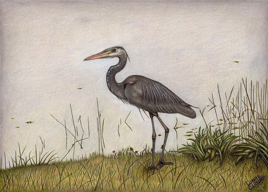 Nature Drawing - Great Blue Heron by Lorrie Cerrone